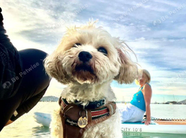 CAVAPOOCHON WANTED/ SMALL FEMALE ,UP TO ONE YEAR OLD