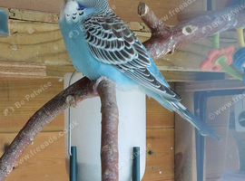 Baby Budgerigars