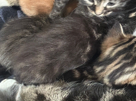 Kittens for sale