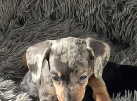 4 beautiful Dachshund puppies for sale