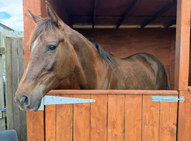Liver chestnut mare