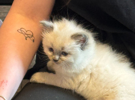 Ragdoll kittens