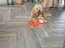 10 months cavapoo