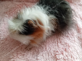 Part Texel Male single Guinea pig