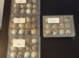 Packs of 12 Hatching Coturnix Quail Eggs - COLLECTION ONLY