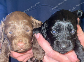Cockapoo puppies