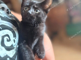 8 beautiful kittens 8 wks old