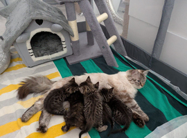 BEAUTIFUL SIBERIAN KITTENS LOOKING FOR THEIR FOREVER HOMES