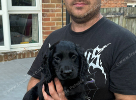 Working Cocker Spaniel Puppies for sale