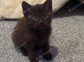 Two cats, one home must be sold together.