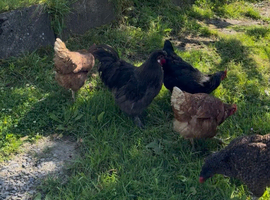 4x egg laying hens 1x rooster