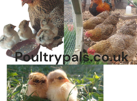 Bantam Partridge Wyandotte &ndash; Hatching Eggs & Chicks Available