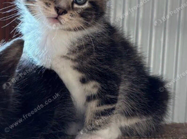 Beautiful Persian kittens