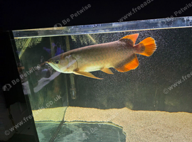 Arowana