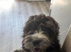 Cockapoo male- for sale