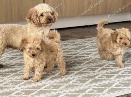 1 girl and 1 boy  Toy poodles ready now