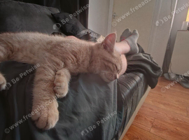 British shorthair cinnamon fawn male