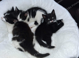 3 lovely mixed breed kittens for sale