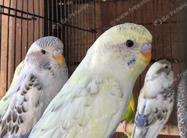 Adorable budgies for sale