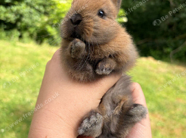Netherlands Dwarf