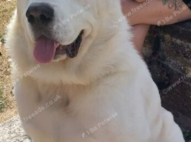 Arthur in need of a new home