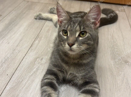 Half Maine coon boy