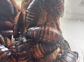 Madagascan Hissing Cockroaches