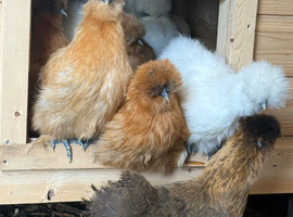 Silkie hens and Polish hens point of lay