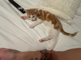 11 week old kitten