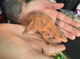 Female panther chameleon for sale