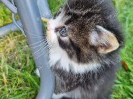 Beautiful male kitten for sale (9 weeks old)