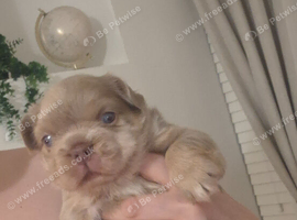 1 boy singleton fluffy newshade isabella merle