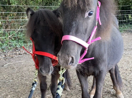 Two Beautiful Falabella Fillies For Sale