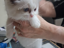 READY NOW GCCF registered Ragdoll kittens