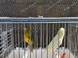 Spanish Raza Adult Pairs