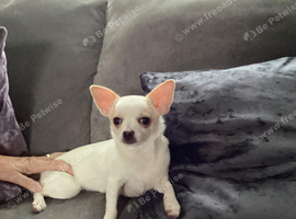 Female chihuahua