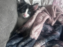 Kitten