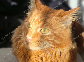 Mixed Persian Ginger cat fluffy 1 years old