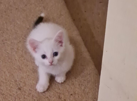 3 beautiful kittens for sale