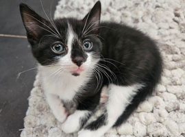 WARNING: Extreme Cuteness Overload Imminent!