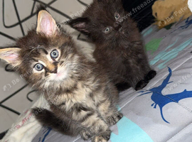 2 Maine coon kittens