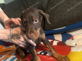 3 beautiful Doberman puppies