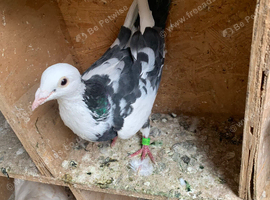 Black white Racer racing coloured Hen