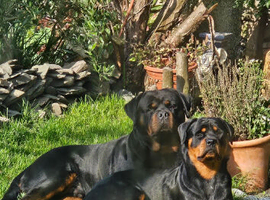 Rottweiler puppies