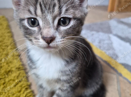 Beautiful Boy kitten