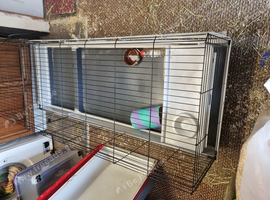 Large cage and choice of 2 piggies