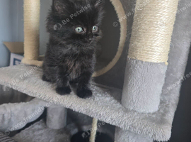 Kittens looking for they forever home
