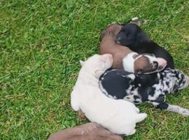 Lurcher pups