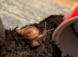 African land snails