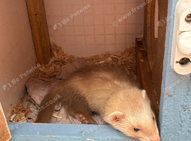jill ferret and hutch